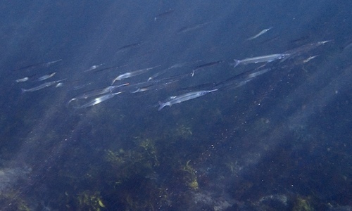 photo of Eastern Sea Garfish (Hyporhamphus australis)