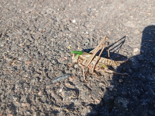 Wart-biter