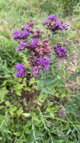 Western Ironweed