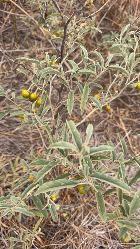 silverleaf nightshade