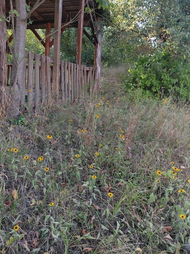 black-eyed Susan
