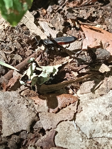 Anospilus orbitalis