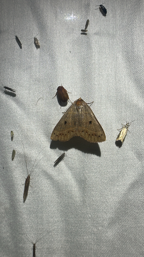 Red-lined Panopoda Moth (Panopoda rufimargo)