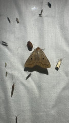 Red-lined Panopoda Moth (Panopoda rufimargo)