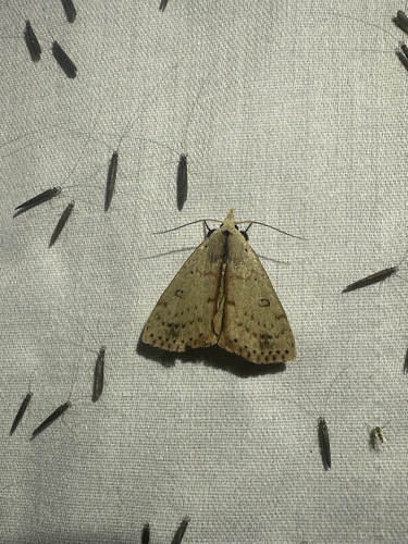 Deadwood Borer Moth (Scolecocampa liburna)