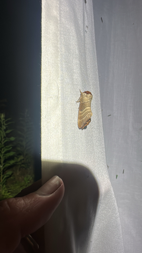 Walnut Caterpillar Moth (Datana integerrima)
