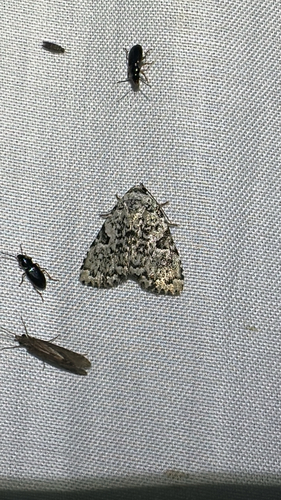 Green Leuconycta Moth (Leuconycta diphteroides)