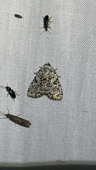 Green Leuconycta Moth (Leuconycta diphteroides)