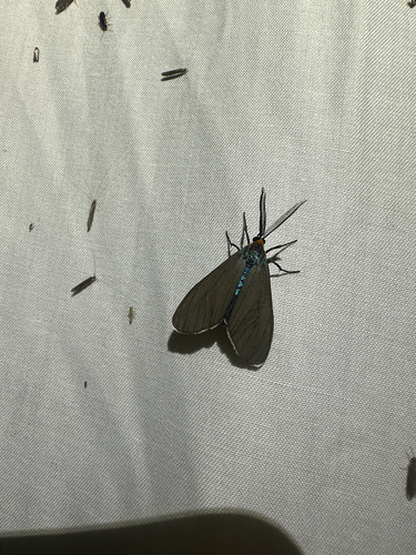 Virginia Ctenucha Moth (Ctenucha virginica)