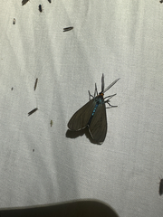 Virginia Ctenucha Moth (Ctenucha virginica)
