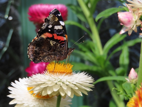 Red Admiral