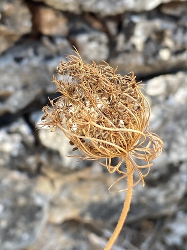 wild carrot