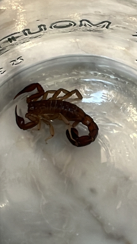 Intermediate Scorpion
