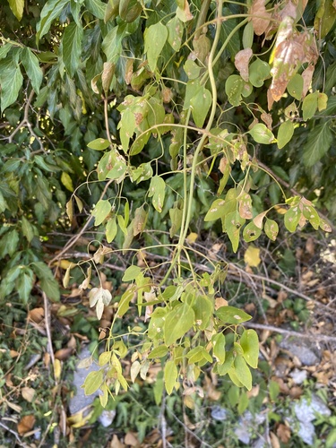 fragrant virgin's-bower