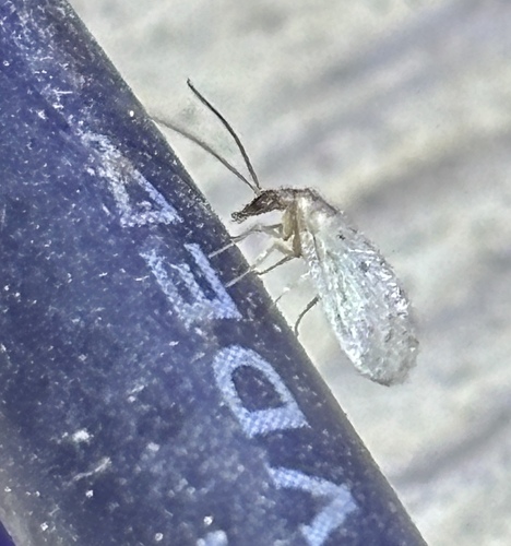 Sympherobius perparvus