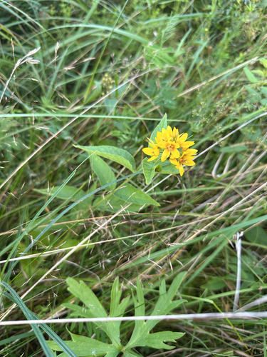 Yellow Loosestrife