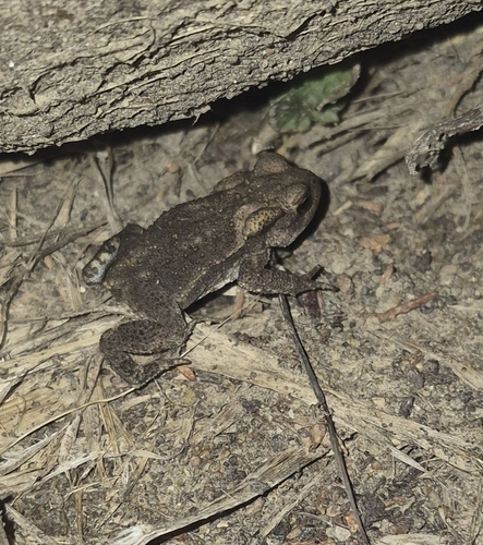 European Toad