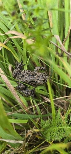 European Fire-Bellied Toad