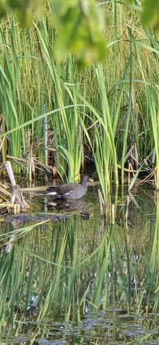 Eurasian Moorhen