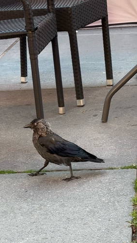 Eurasian Jackdaw