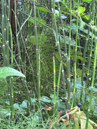rough horsetail