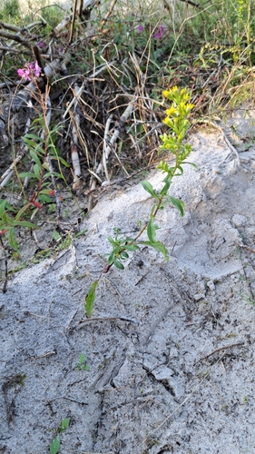 European goldenrod
