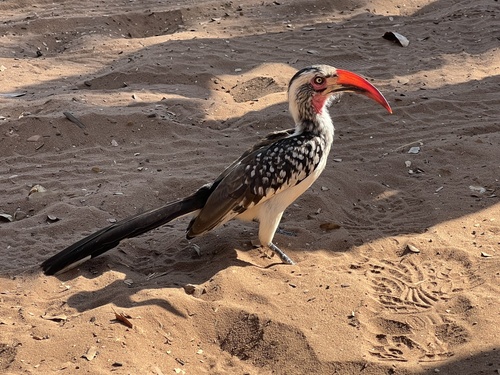 Southern Red-billed Hornbill