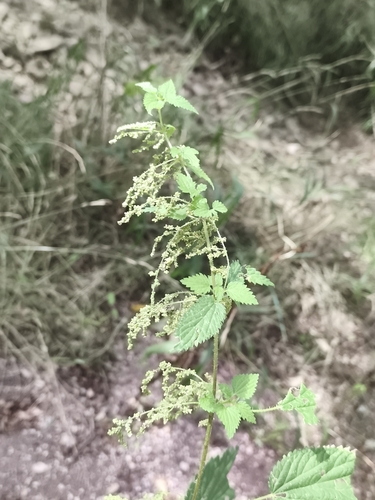 great stinging nettle