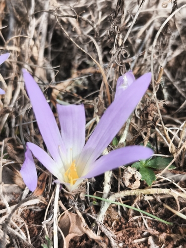 False Meadow Saffron