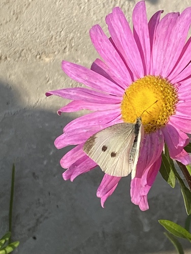Small White