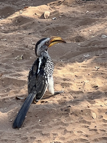 Southern Yellow-billed Hornbill