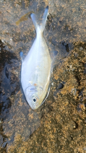 Pompano