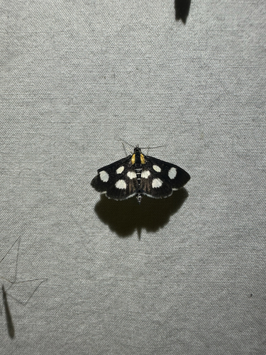 White-spotted Sable (Anania funebris)