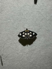 (c) Ash Ferlito, all rights reserved White-spotted Sable (Anania funebris)