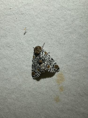 Harris's Three-Spot (Harrisimemna trisignata)