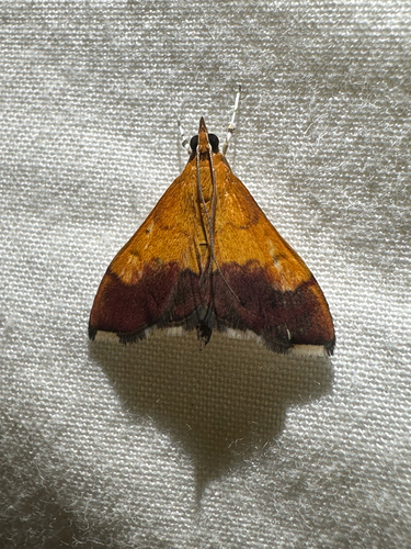 Bicolored Pyrausta Moth (Pyrausta bicoloralis)
