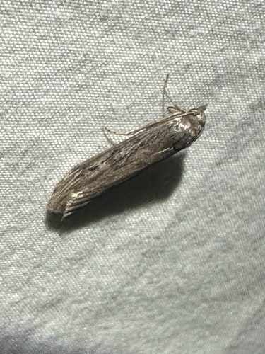 Terrenella Bee Moth (Aphomia terrenella)