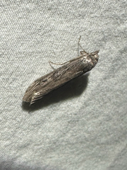 (c) Ash Ferlito, all rights reserved Terrenella Bee Moth (Aphomia terrenella)
