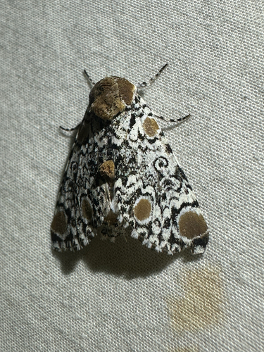 Harris's Three-Spot (Harrisimemna trisignata)