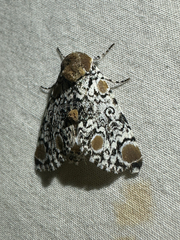 (c) Ash Ferlito, all rights reserved Harris's Three-Spot (Harrisimemna trisignata)