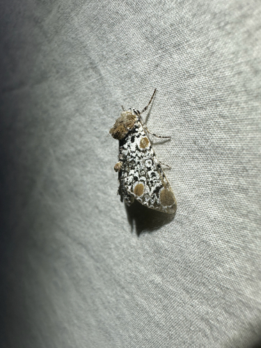 Harris's Three-Spot (Harrisimemna trisignata)