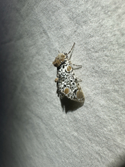 (c) Ash Ferlito, all rights reserved Harris's Three-Spot (Harrisimemna trisignata)