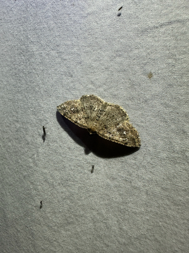 Pale Homochlodes Moth (Homochlodes fritillaria)