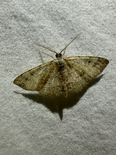 Signate Melanolophia Moth (Melanolophia signataria)