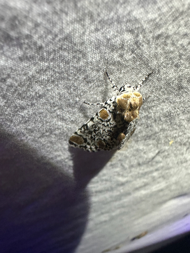 Harris's Three-Spot (Harrisimemna trisignata)