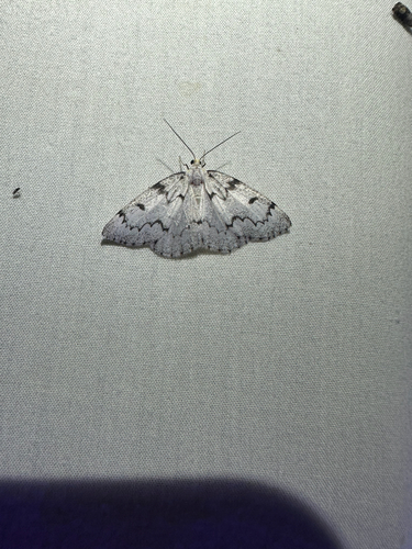 False Hemlock Looper Moth (Nepytia canosaria)