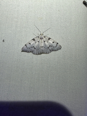 (c) Ash Ferlito, all rights reserved False Hemlock Looper Moth (Nepytia canosaria)