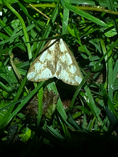 Confused Haploa Moth (Haploa confusa)