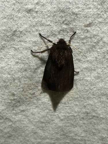 Ruby Tiger Moth (Phragmatobia fuliginosa)