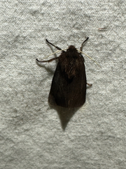 (c) Ash Ferlito, all rights reserved Ruby Tiger Moth (Phragmatobia fuliginosa)